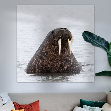 Curious walrus on the west coast of Svalbard