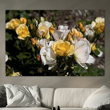 a cluster of white and yellow roses in a garden