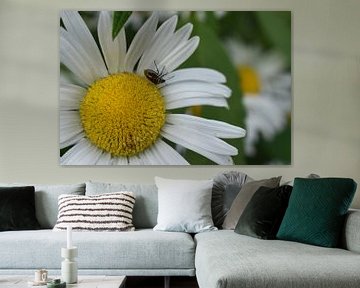 Une fleur de marguerite au jardin sur Claude Laprise