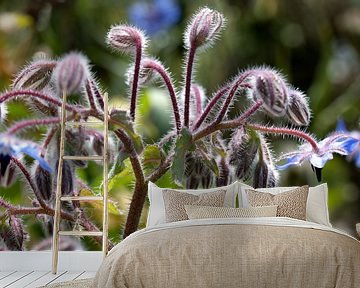 De bernagie (Borago officinalis), ook vaak komkommerkruid genoemd. van W J Kok