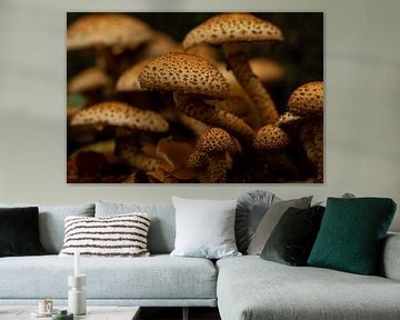 Champignons bruns sur SusanneV