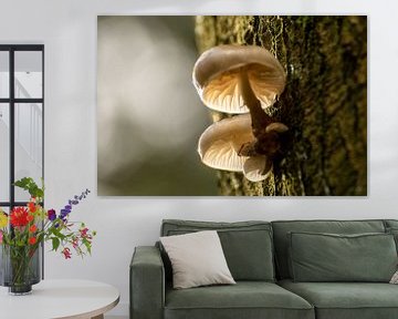 Illuminated mushrooms by SusanneV