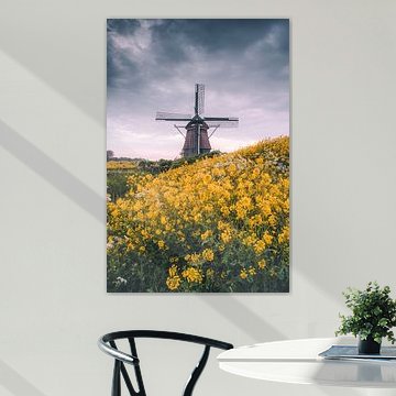 Windmill de Hommel in Haarlem among yellow mustard flowers