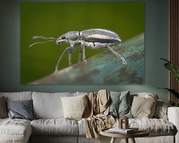 Naupactus beetle van BL Photography