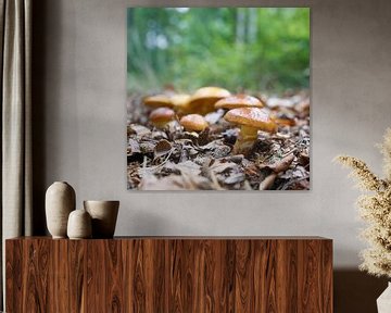 Gold boletus in the forest by Heiko Kueverling