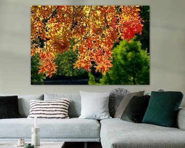 Farben der Herbstlichen Bäume von Animaflora PicsStock