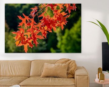 Rote Blätter des Ahorn im Herbst von Animaflora PicsStock