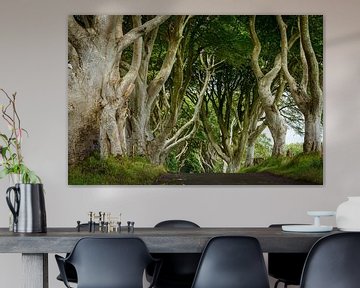 Dark Hedges in Irland von Roland Brack