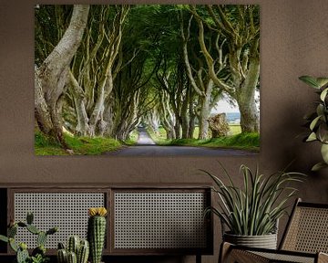 Dark Hedges en Irlande sur Roland Brack