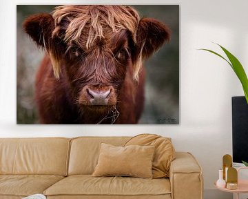 Scottish Highland Cattle