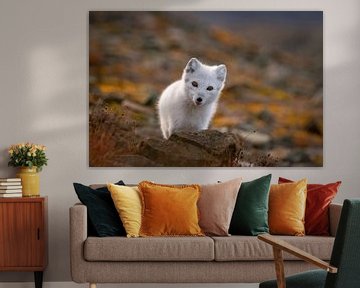 Curious arctic fox cub in autumn by AylwynPhoto