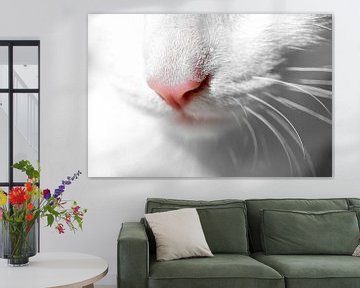Moustaches et nez rose d'un chat blanc sur KiekLau! Fotografie