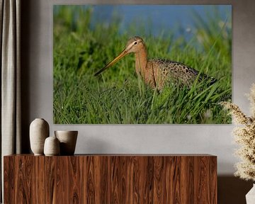 Black-tailed godwit among the grass by Petra Vastenburg