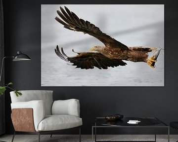 White-tailed Eagle, Haliaeetus albicilla by Beschermingswerk voor aan uw muur