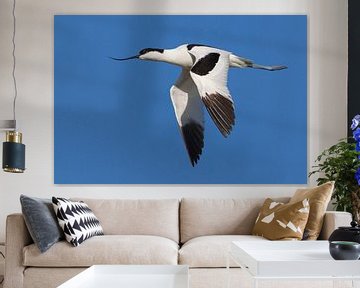 Kluut, Recurvirostra avosetta van Beschermingswerk voor aan uw muur