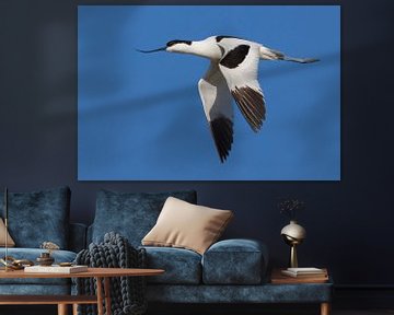 Pied Avocet, Recurvirostra avosetta by Beschermingswerk voor aan uw muur