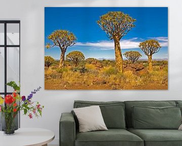 Beeindruckender Köcherbaumwald in Namibia