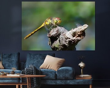 bruinrode heidelibel op boomstam van Petra Vastenburg