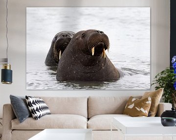 Onder de kleine, waakzame ogen van walrussen van AylwynPhoto