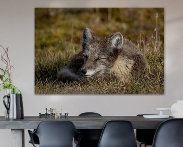 Junger Polarfuchs schläft im goldenen Spätsommer von AylwynPhoto