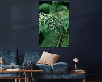 Fris groene takjes van de conifeer art print - botanische natuurfotografie van Christa Stroo fotografie