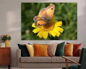 The brown sandpiper or Maniola jurtina a butterfly of the family Satyrinae on a yellow flower by W J Kok