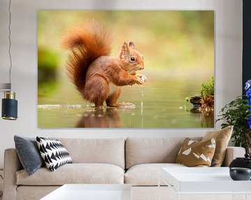 Squirrel in the water