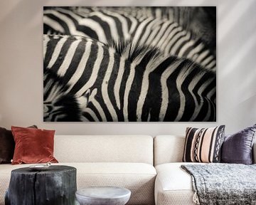 Zebra's van Studio Allee