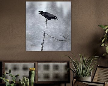 Corbeau, Corvus corax sur AGAMI Photo Agency