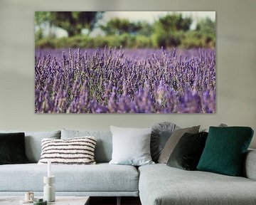 Field of lavender van Laura Vink