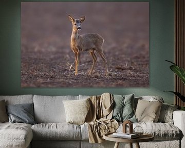 Young roebuck standing on harvested stubble field in the morning by Mario Plechaty Photography