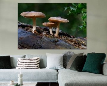 3 champignons sur un tronc d'arbre sur Foto Amsterdam/ Peter Bartelings