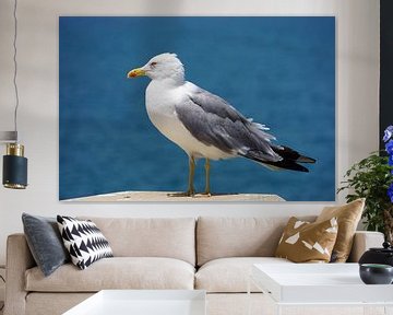 Une mouette à pattes jaunes sur un pilier au bord de la mer. sur Sharon Steen Redeker