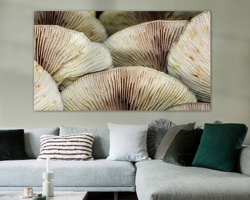 Lamellen vom Schwefelkopf