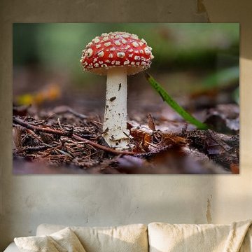 Fliegenpilz von Hans-Jürgen Janda