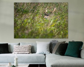 Fallow deer in reeds by Jan Georg Meijer