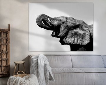 Elefant in Schwarz und Weiß von Omega Fotografie