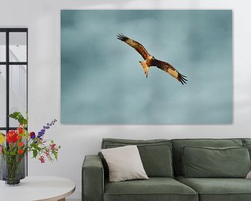 Red kite in flight by Catalina Morales Gonzalez