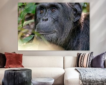 Chimpansee in Kibale Forest Oeganda van Bianca Onderweg