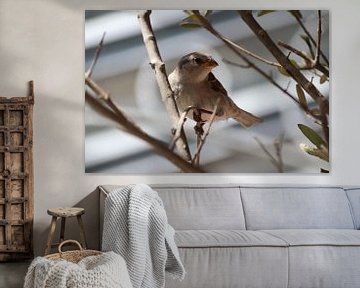 Sparrow on a branch on Schiermonnikoog by Denise Clemens