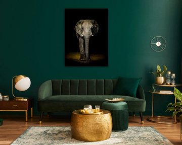 Elefant an der Wand von Omega Fotografie