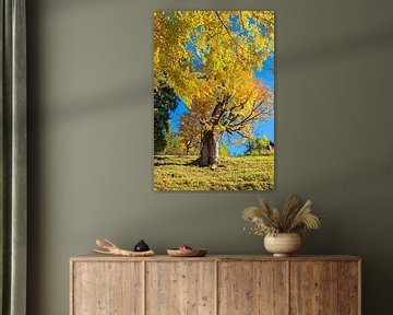 kleurrijk herfstlandschap, beukenboom op berghelling van SusaZoom