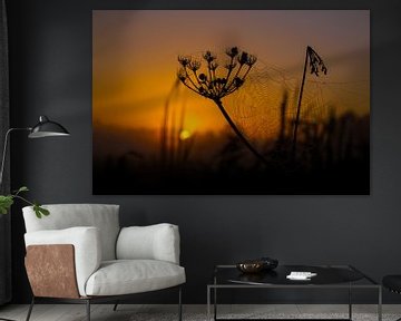 Silhouette von Blume und Spinnennetz bei Sonnenaufgang von Phillipson Photography