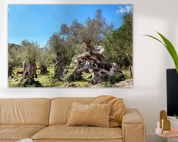 Olive grove Muleta Peninsula (Mallorca) by Peter Balan