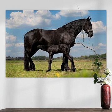 Cheval frison avec poulain