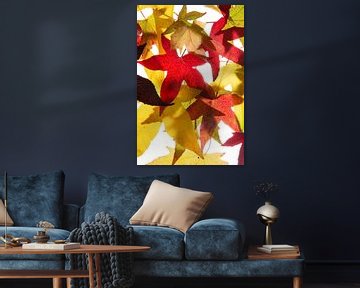 Autumn leaves Acer Maple by Anjo Kan