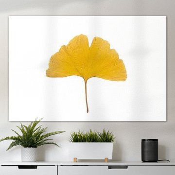 Ginkgo leaf