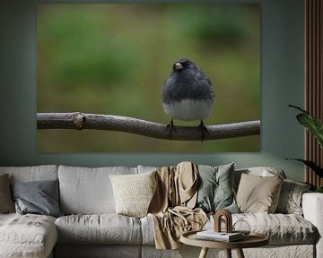 Een junco op een tak in de tuin van Claude Laprise