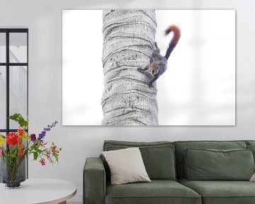 Squirrel in palm tree by Esther van der Linden