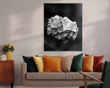 Hortensia en noir et blanc sur The Art Page Of MG